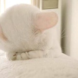 薄荷