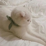 提提