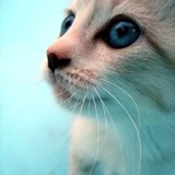 ear