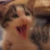 舞婳