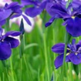 青兰花