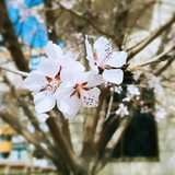 Nice 刘菇凉~