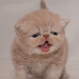 苏格兰打卤猫