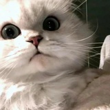 豆的另一半
