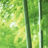 wangyu_lv1314