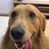 龙猫