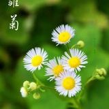 清琴
