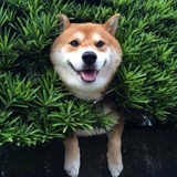 Oli