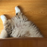 猫顿