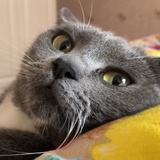Bob