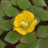 Water.Caltrop