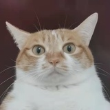 林深见鹿