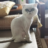 老夫子