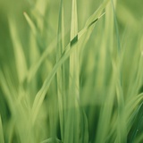 鱼心草