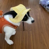 豆乳虫虫