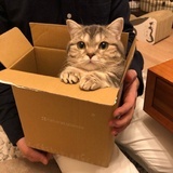 咩了咩咩