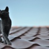 一只大懒猫