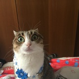 何知