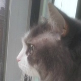 Lexie