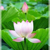 蓝月半湾