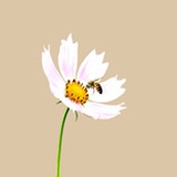 野花