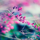 花无语