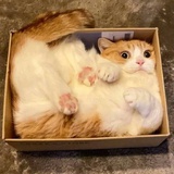 江湖诚信人