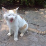 胖猫