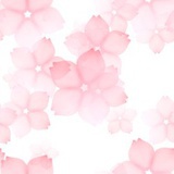 丁芷诺