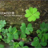 守望幸福的小孩
