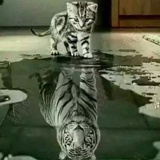 猛虎嗅蔷薇