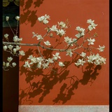 茱妮海瑟薇