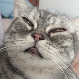 蠢蠢不动