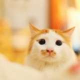 watermiao