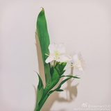 一朵姜花