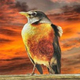 《送你一朵紫薇花》