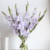 Nerine