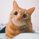 橘子爸