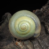 一具蜗牛