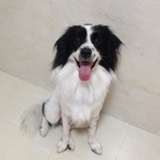 飞鸟