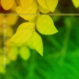 心似毒蝎的天使