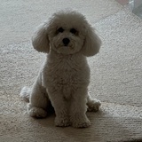 andy