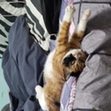 奶尼