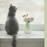 爱上虾米的猫