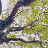 树橘月桂