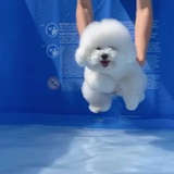 闪辉暗点