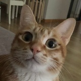 小葡萄
