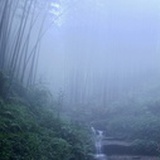 茫茫