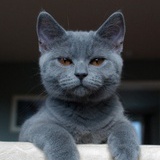猫猫edith