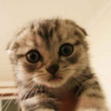 卖萌的猫猫侠